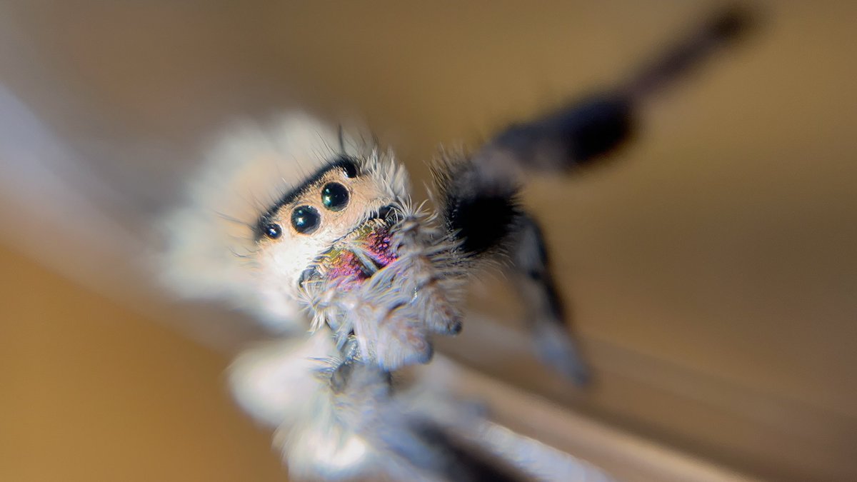 kani_spider's tweet photo. 必死になってファンサしてくれるリーガルちゃんかわいすぎ https://t.co/uyT7GVjlkj