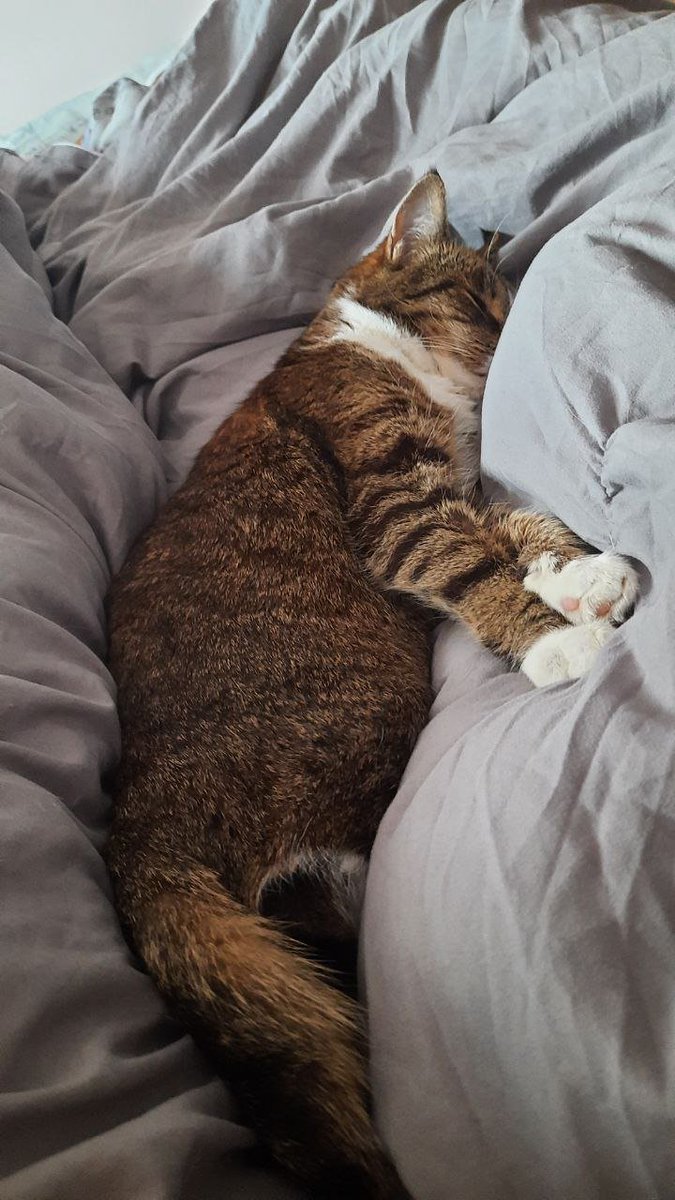 кошка Шышка