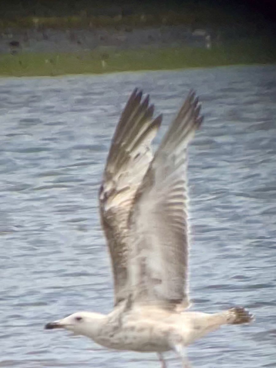 Steve Richards (@thesnapper1978) on Twitter photo A few hours at Blithfield in Blithe Bay this morning produced 3 fem Mandarin, 2 Red Kite, Peregrine, 1st S Caspian Gull(photos), 1st S YL Gull, 40+ Common Tern, 5 Ringie, Curlew <a href="/Staffsbirdnews/">Staffs Bird News</a> A few hours at Blithfield in Blithe Bay this morning produced 3 fem Mandarin, 2 Red Kite, Peregrine, 1st S Caspian Gull(photos), 1st S YL Gull, 40+ Common Tern, 5 Ringie, Curlew <a href="/Staffsbirdnews/">Staffs Bird News</a>