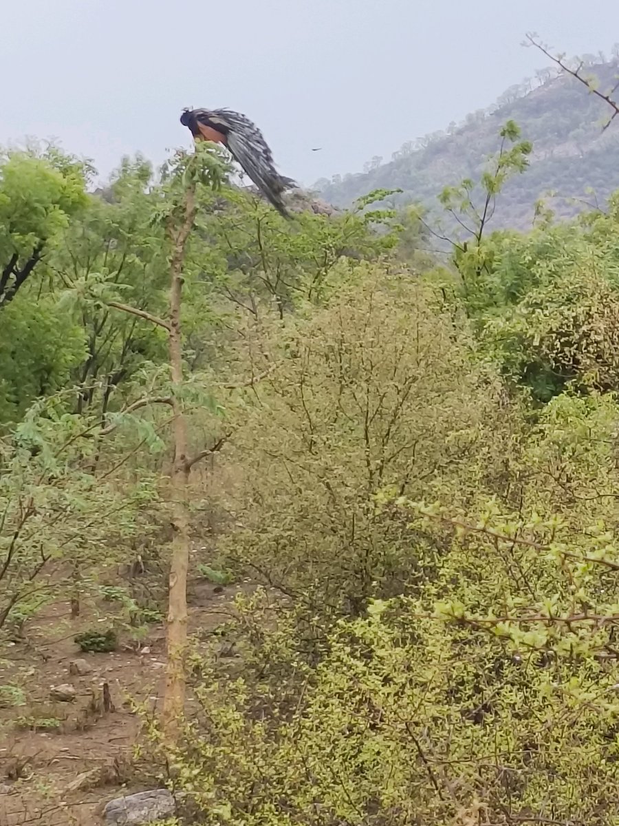 DeadpoolSA's tweet image. #मानसून की पहली बारिश 
बारिश मे भीगे हम और मोर 
वो अब सुख रहा है 
हम सुखी हो रहे है 🙌😁
#Mycurrentview