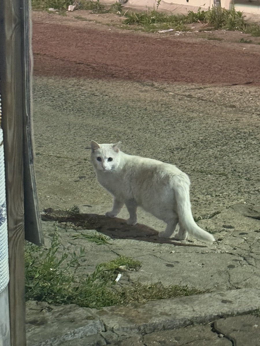 可爱小咪 还是个宝宝