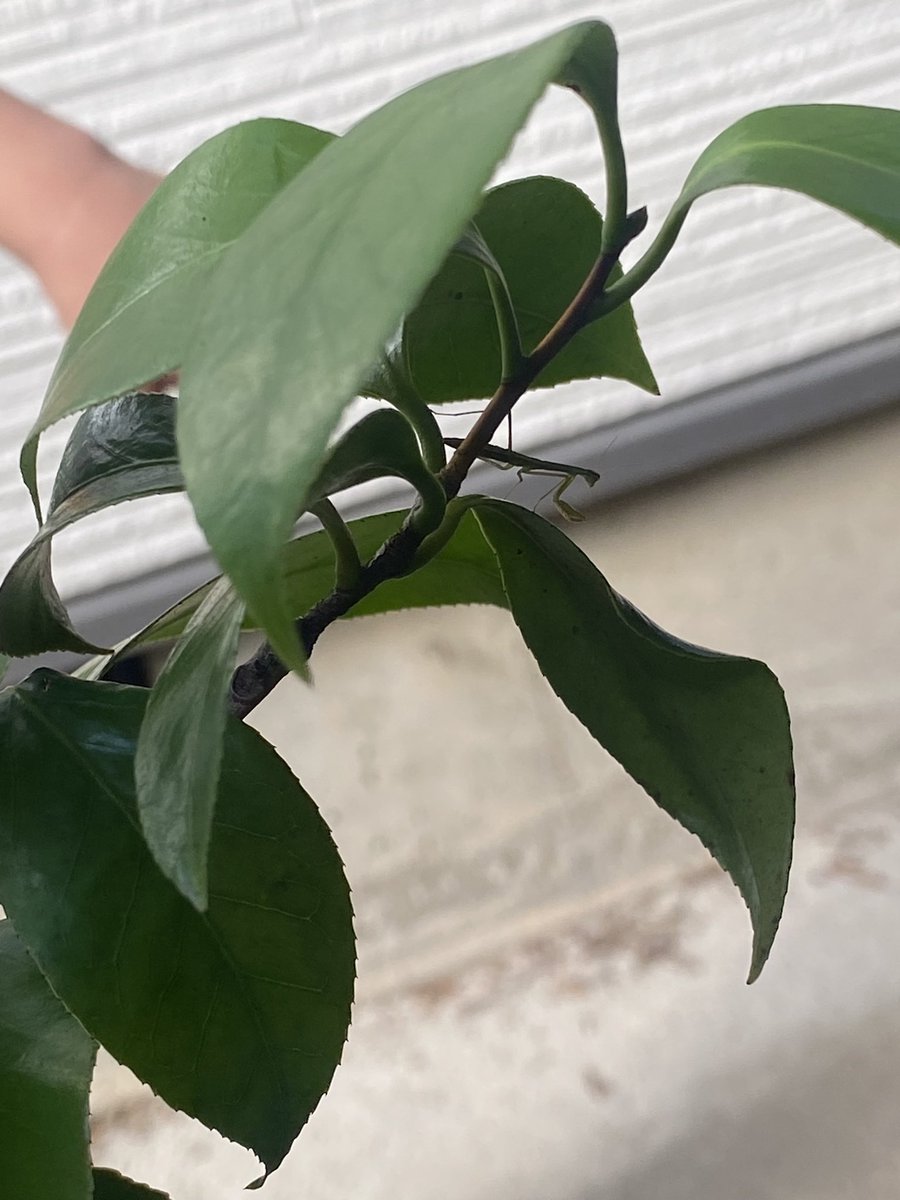 数年ぶりにカマキリの赤ちゃん見つけました。可愛い😍