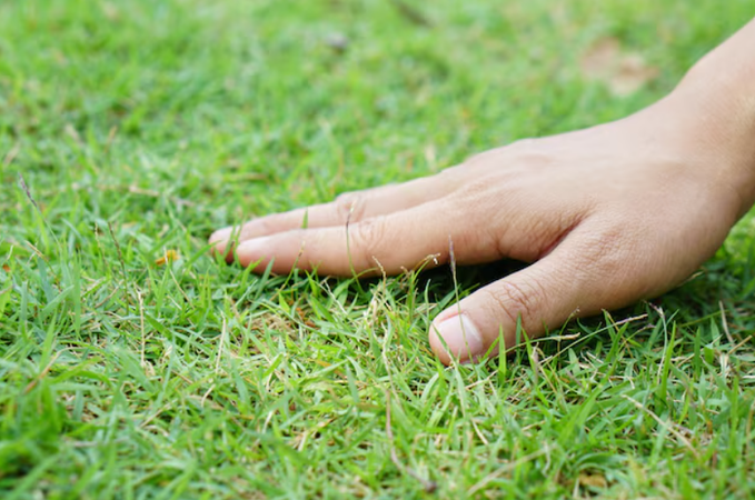 sscoff's tweet photo. #openseatouchgrass @opensea grass https://t.co/iF47RRFPcZ