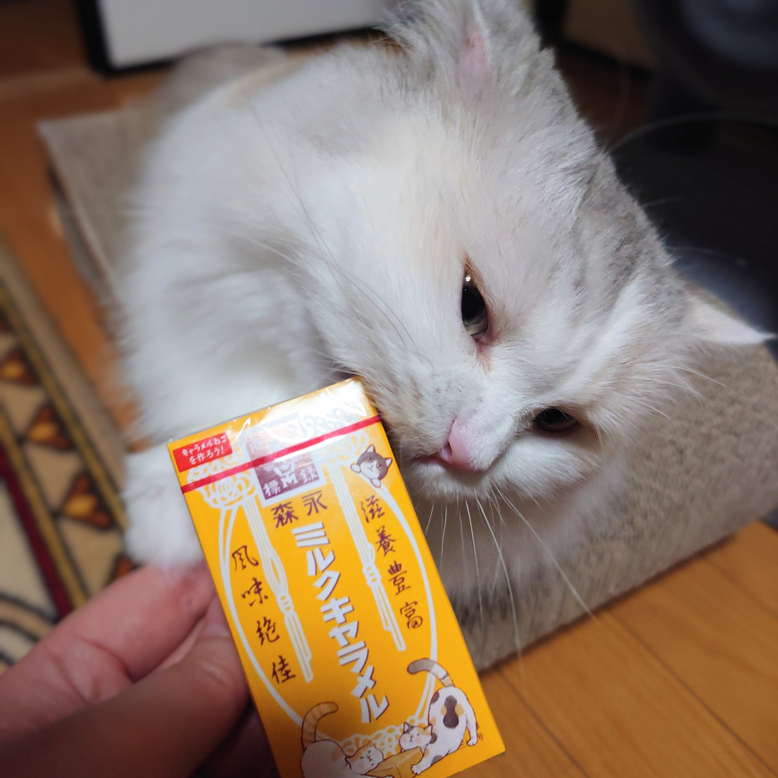 K9ミヌエット様 ミヌエット 短足（MIR404）オス - 【ニャンコキッズ】子猫ブリーダー