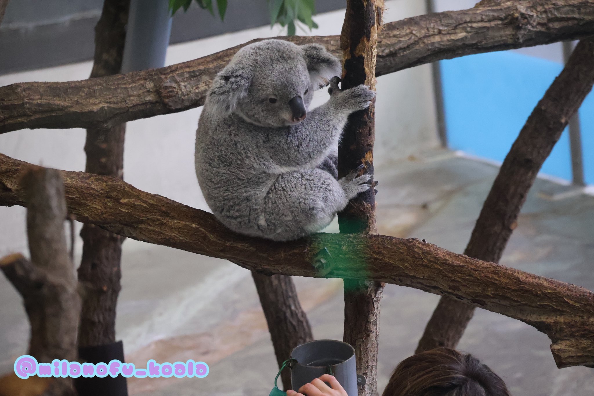 みらの🐨 on X: 