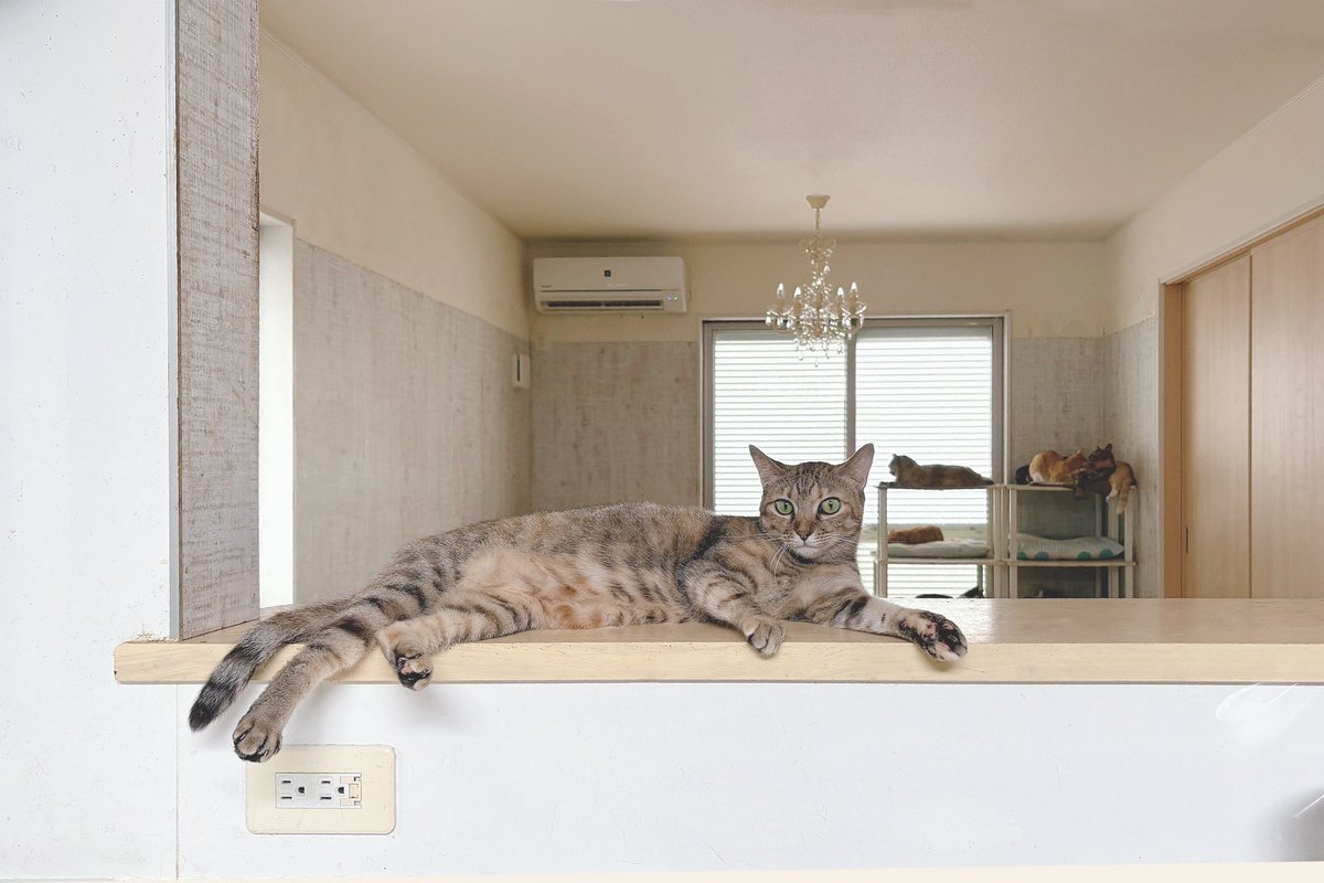 ちょっと微笑んでる、こまるちゃん🐈
皆様のフードの寄付のお陰でみんなお腹ポンポコリンです！
改めてありがとうございます🙇🏻‍♀️