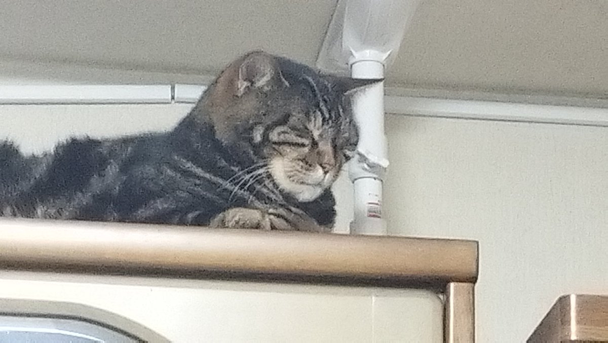 kaiandile's tweet photo. やっぱり大好き、箪笥の上😻
#猫 #ねこ #猫が好き #猫がいる幸せ #猫がいる暮らし #猫好きな人と繋がりたい #猫写真 #猫は天使 #アメショ https://t.co/pyUSliVu5b