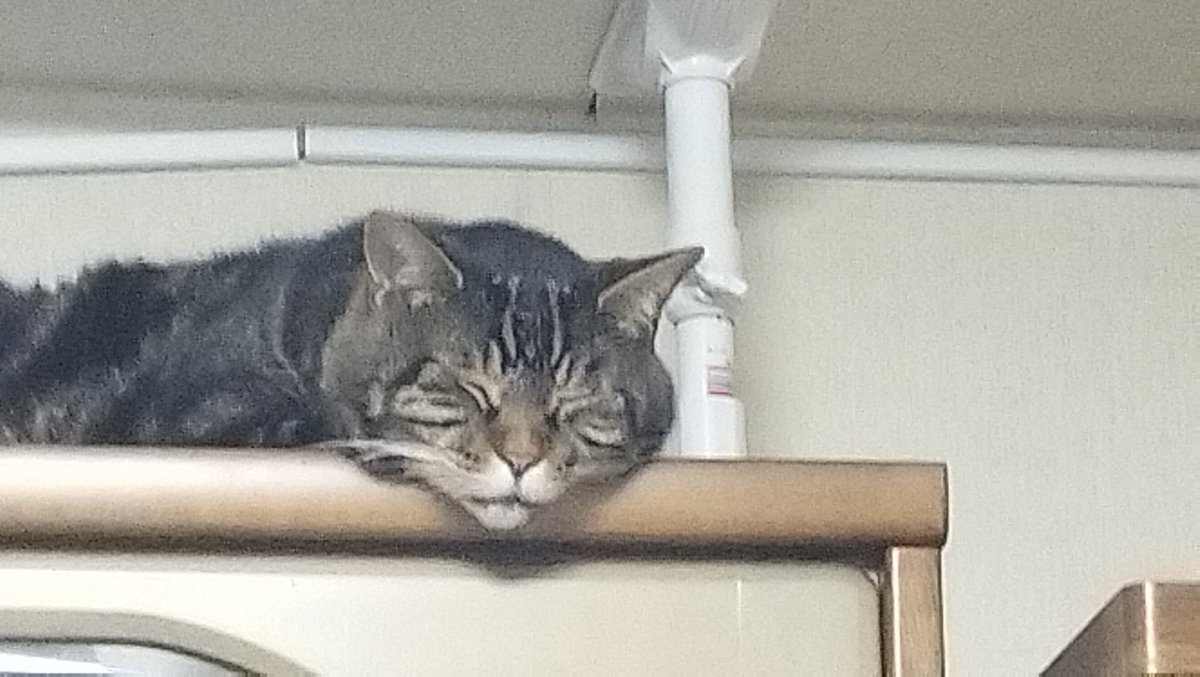 kaiandile's tweet photo. やっぱり大好き、箪笥の上😻
#猫 #ねこ #猫が好き #猫がいる幸せ #猫がいる暮らし #猫好きな人と繋がりたい #猫写真 #猫は天使 #アメショ https://t.co/pyUSliVu5b