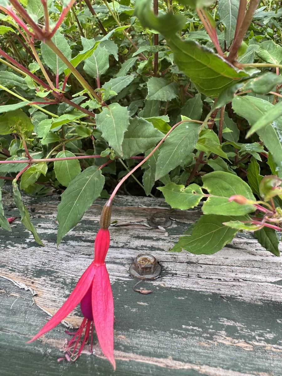 #fuschia question. Terry (named after my dad) is not looking so healthy at the moment. Can anyone give me any ideas what’s wrong with him please and how I can help him?