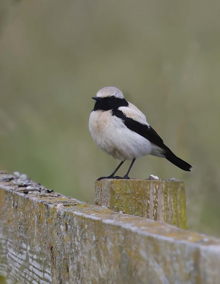 Desert Wheatear at Keynsham early this morning