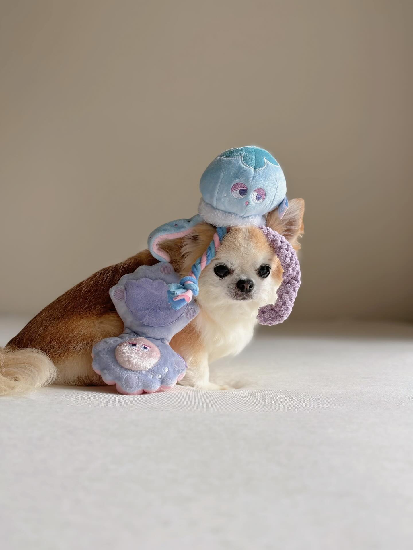 Doggy Box(ドギーボックス) (@doggybox_jp) / X