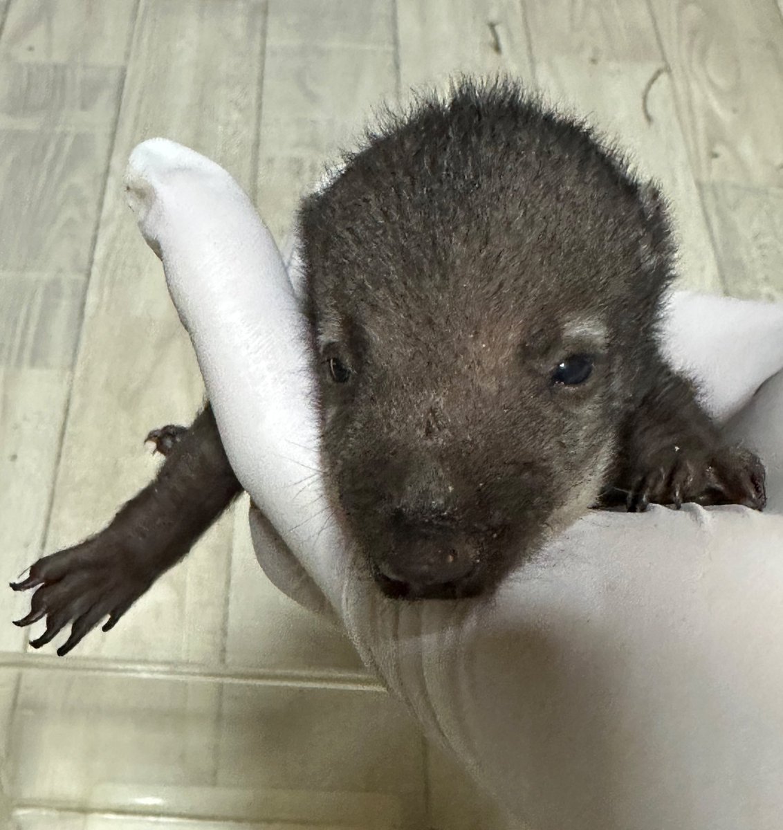 アカハナグマ赤ちゃん✨

今日、目が開きましたぁ〜👏

#アカハナグマ
#Nasuanasua
#エキゾチックアニマル
#ペット
 #愛知県