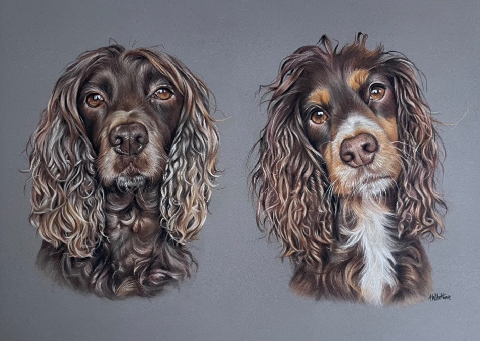 I shared the singles with you and forgot to share the double! 
Here are Ace and Star together ☺️

#art #portrait #pastelpainting #workingcockerspaniels