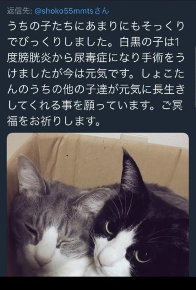 風化させないbot tweet media