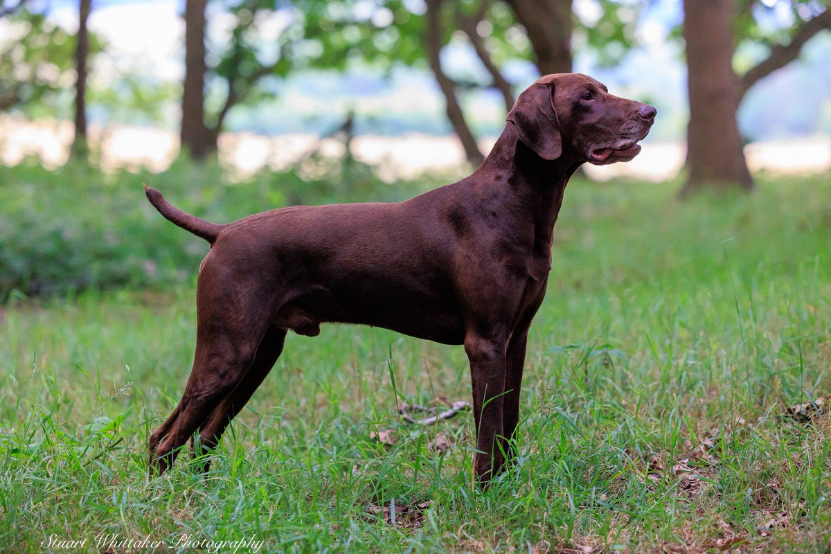 whittake2's tweet photo. #gundogs #fieldsport #photography #germanshorthairedpointer #photoshoot https://t.co/WMqtipDsMg