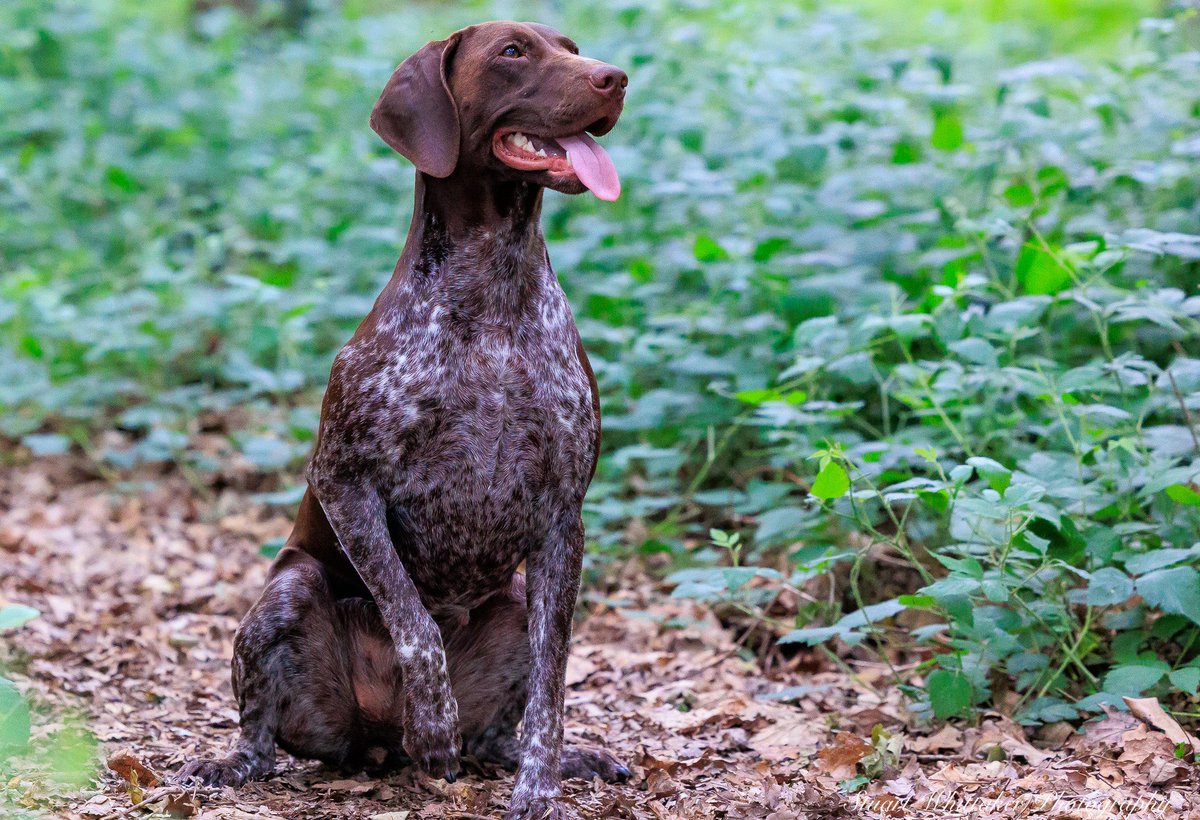 whittake2's tweet photo. #gundogs #fieldsport #photography #germanshorthairedpointer #photoshoot https://t.co/WMqtipDsMg