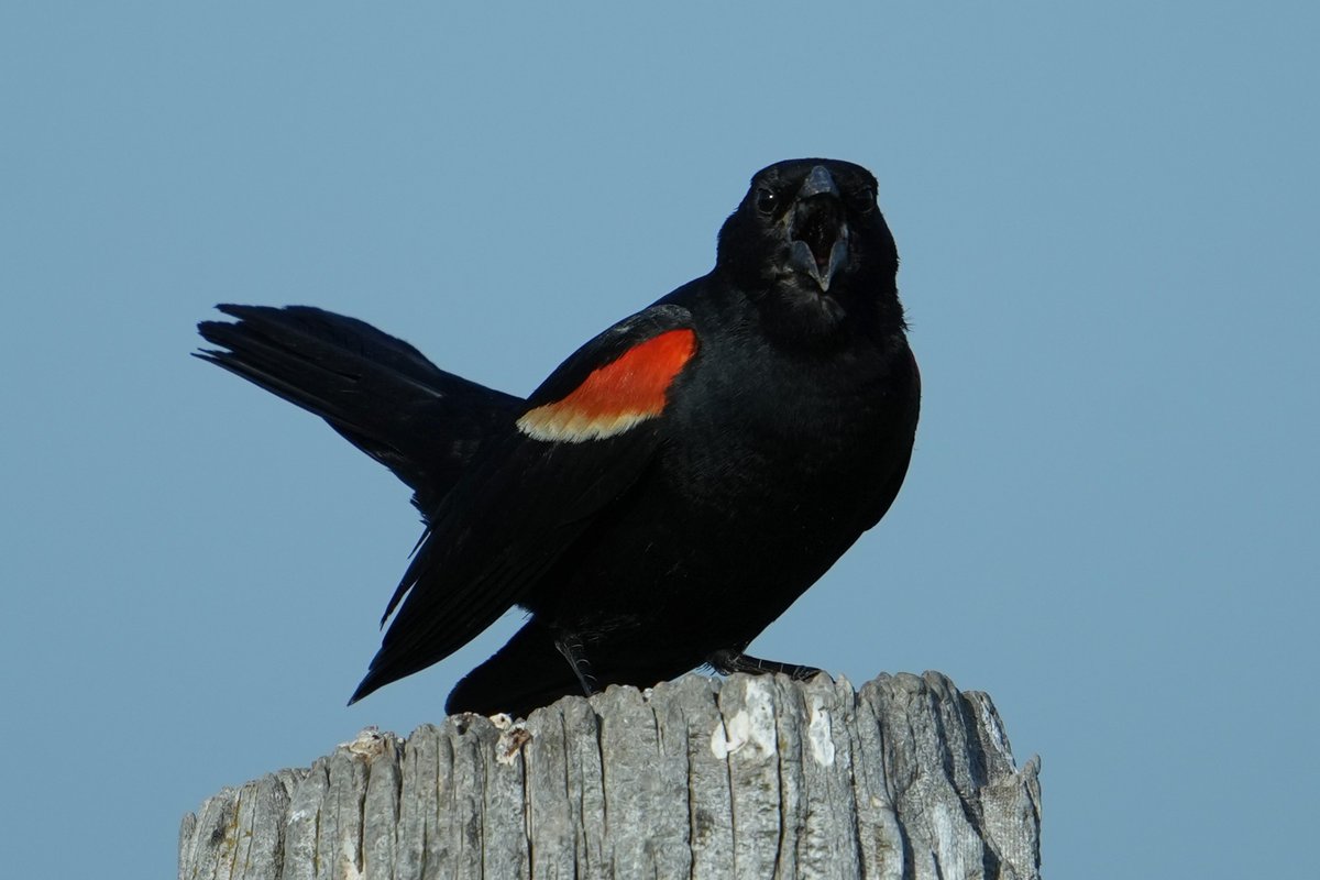 Travis Ouderkirk (@the_nice_mr_t) on Twitter photo 