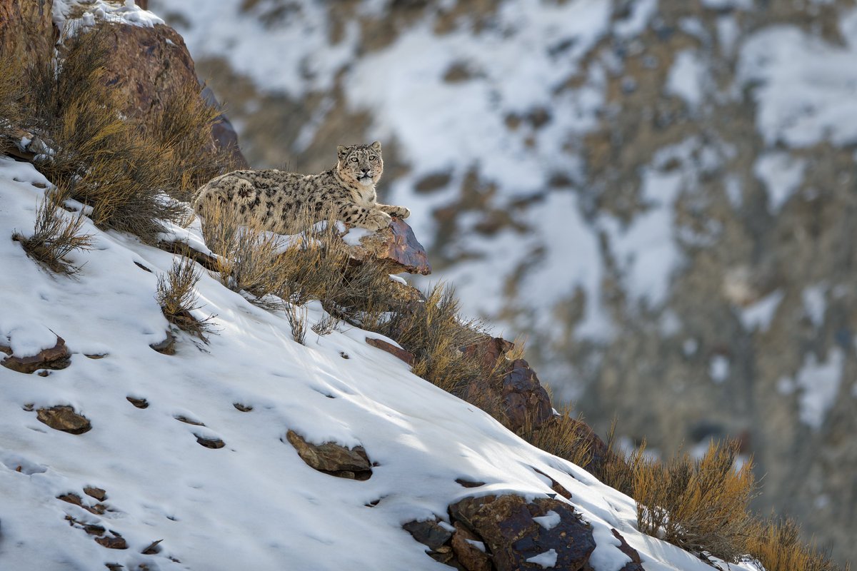 ZahranCR's tweet photo. Snow Leopard – The Ghost of the North.

Spotted once. Forgotten never.
Roaming silently above 16,000 ft in Khunjerab National Park.

Their survival is poetry in motion and danger is never far behind...

📍Gilgit-Baltistan https://t.co/Gd1V60hITp