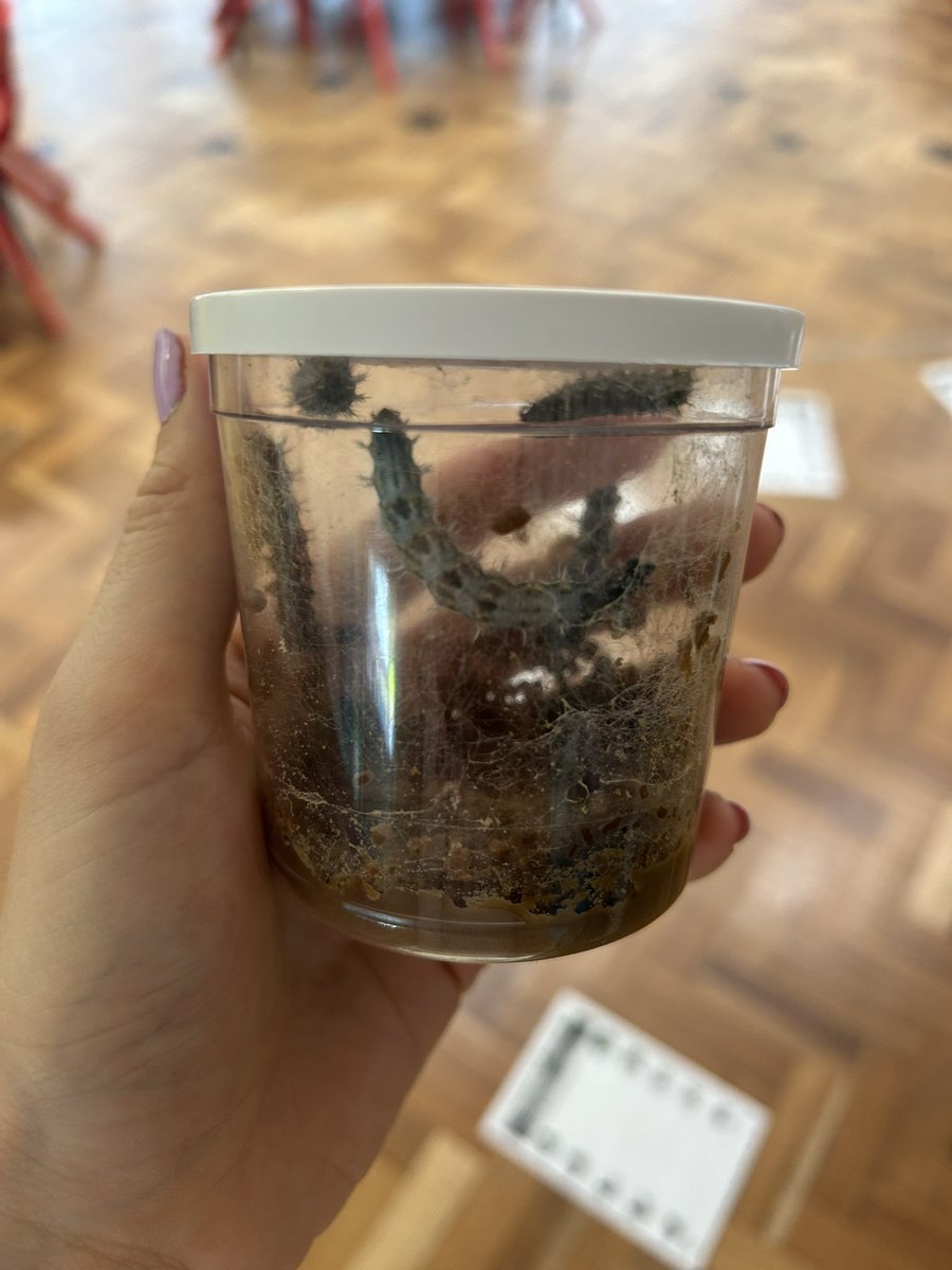 Mrs Carbery (@mrscarberyrs) on Twitter photo 🐛 Nursery's Caterpillar Update! 🐛
The children have made their prediction: by Monday, our wriggly friends will be snug in their cocoons! 🐛➡️🦋
<a href="/CliftonPrim/">CliftonPrimary</a> <a href="/CliftonCoHead/">Dr Allen</a> <a href="/CliftonSGO/">CliftonSGO</a> <a href="/MissMansor/">Miss Mansor</a> <a href="/pengellyclifton/">MrPengellyclifton</a> <a href="/SportAtClifton/">Mr Lamprey</a> 🐛 Nursery's Caterpillar Update! 🐛
The children have made their prediction: by Monday, our wriggly friends will be snug in their cocoons! 🐛➡️🦋
<a href="/CliftonPrim/">CliftonPrimary</a> <a href="/CliftonCoHead/">Dr Allen</a> <a href="/CliftonSGO/">CliftonSGO</a> <a href="/MissMansor/">Miss Mansor</a> <a href="/pengellyclifton/">MrPengellyclifton</a> <a href="/SportAtClifton/">Mr Lamprey</a>