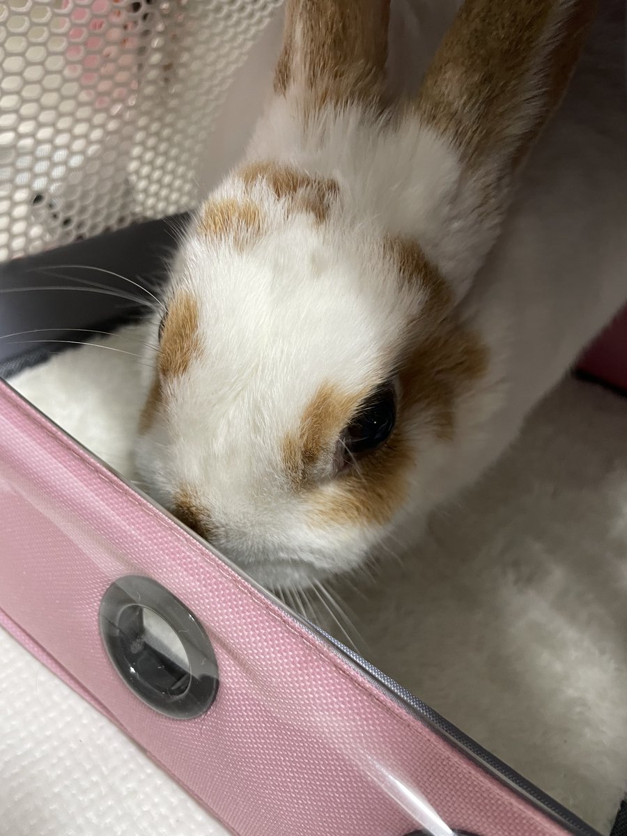 공… 공주아이가.ᐟ.ᐟ.ᐟ.ᐟ.ᐟ