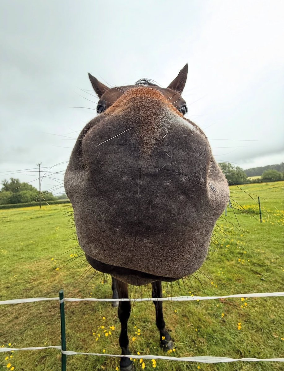 horse taking close look at camera curious and inquisitive nature very funny photo