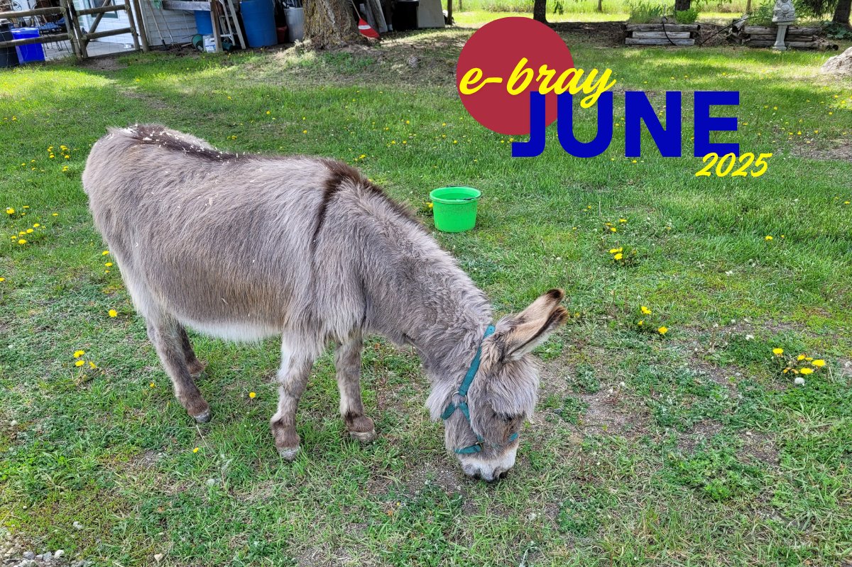 donkeyrefuge's tweet photo. Happy Father's Day!  Did you know our latest e-bray is out today?  🐎June 2025 E-Bray - Rooster's Update, New Arrival &amp; More! - https://t.co/DVq6sm393t https://t.co/5Uq0cye4mI