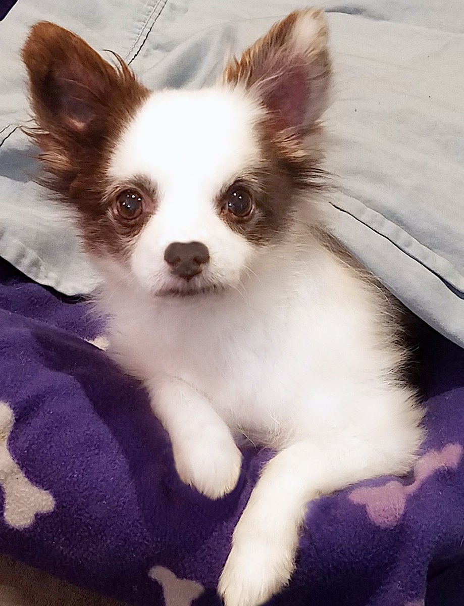 CharliePawsUp's tweet photo. Da Shakes from my new ❤️meds iz 
almost gone!🎉 Fanks for da wuv &amp; 🙏!☺️
Mama can FINALLY get back to work!
We really REALLY need Orders for Mama's store!
Pretty Please 😘 buy a pawsome Tote Bag, 
pawfect for Summer, or Gift one to someone!🙏💕
RETWEET🥰❤️🐶
#dogsoftwitter #ZSHQ https://t.co/A8qkSECck5
