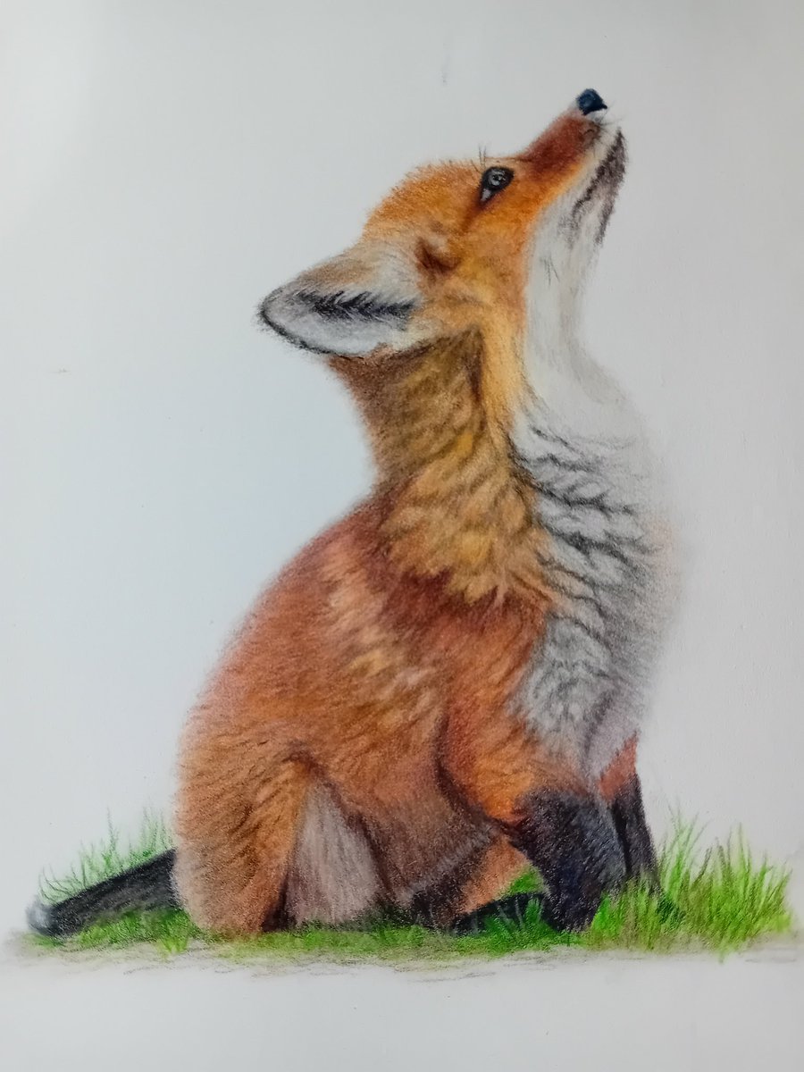 pamadamsart's tweet image. Finished the little fox. Loved doing this one ❤️
#polychromos
#bonnysnowdon
#colouredpencils
#foxart