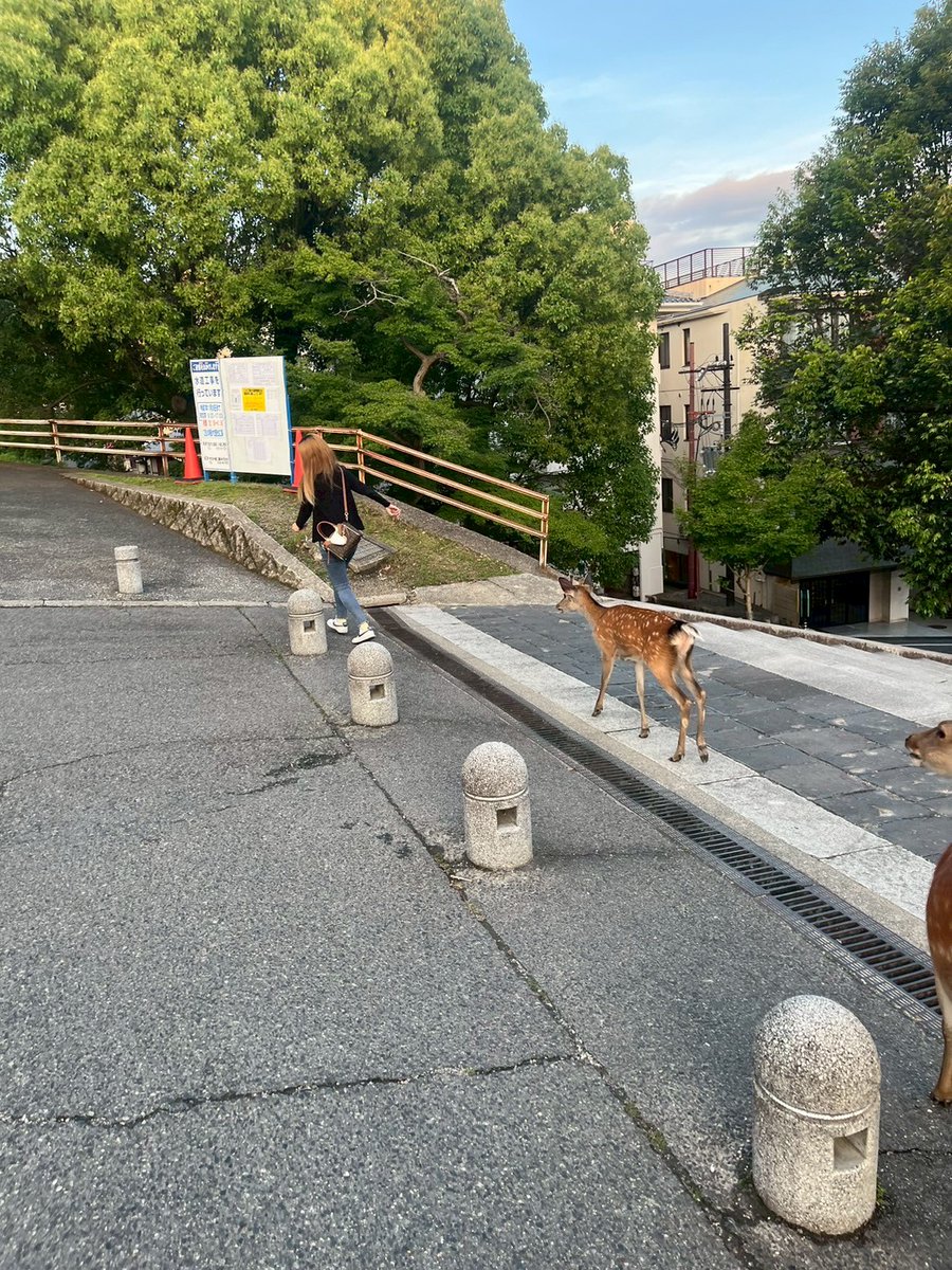 鹿から逃げる人　
人を追いかける鹿