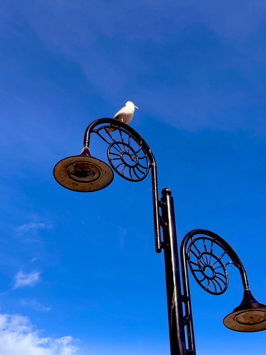 tm_front's tweet image. True rulers of the lime leage.

#fossilfestival #fossilfestival2025