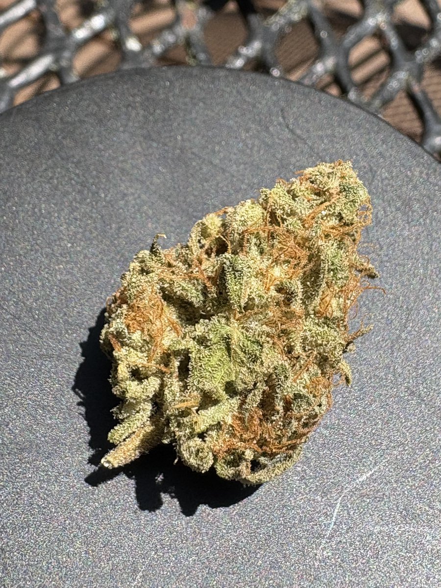 Ohio Grows Organic (@growsohio) on Twitter photo This is what a lower of The Final Boss looks like from <a href="/Speedrunseeds/">SpeedRunSeeds</a> This was grown by me!!! This is what a lower of The Final Boss looks like from <a href="/Speedrunseeds/">SpeedRunSeeds</a> This was grown by me!!!