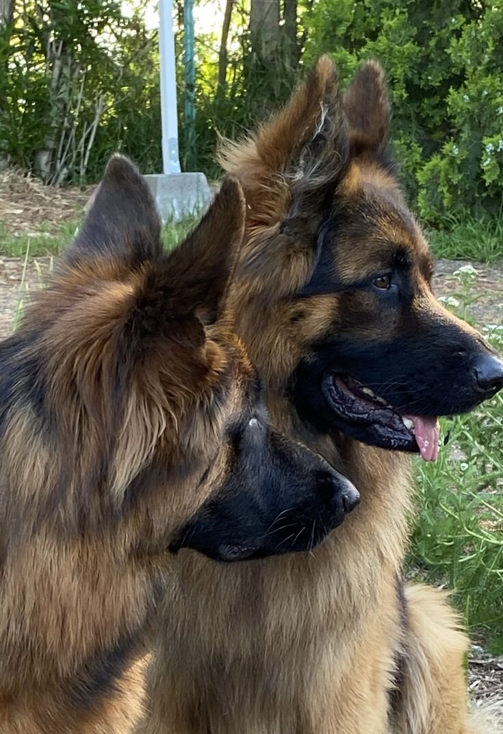 gsd_loversclub's tweet photo. #GermanShepherd #LongHairedGermanShepherd #GSD #DogsofTwitter #DogLife #CuteDogs #PetLover #Woof #DogLove #BestFriends #ShepherdDogs #Doggo #TedEBear #Schatzie https://t.co/SdHj57PoPT