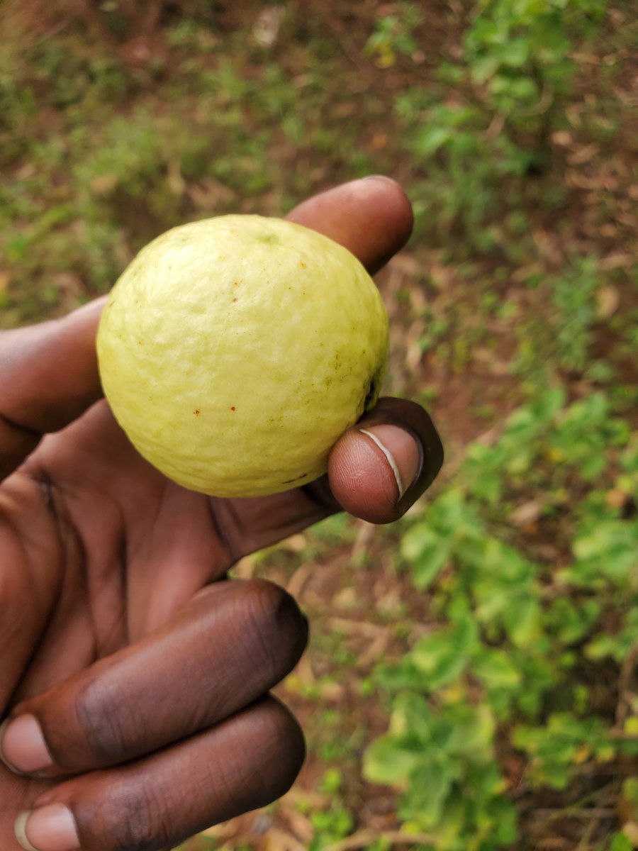 Normalize having fruits on your daily menu