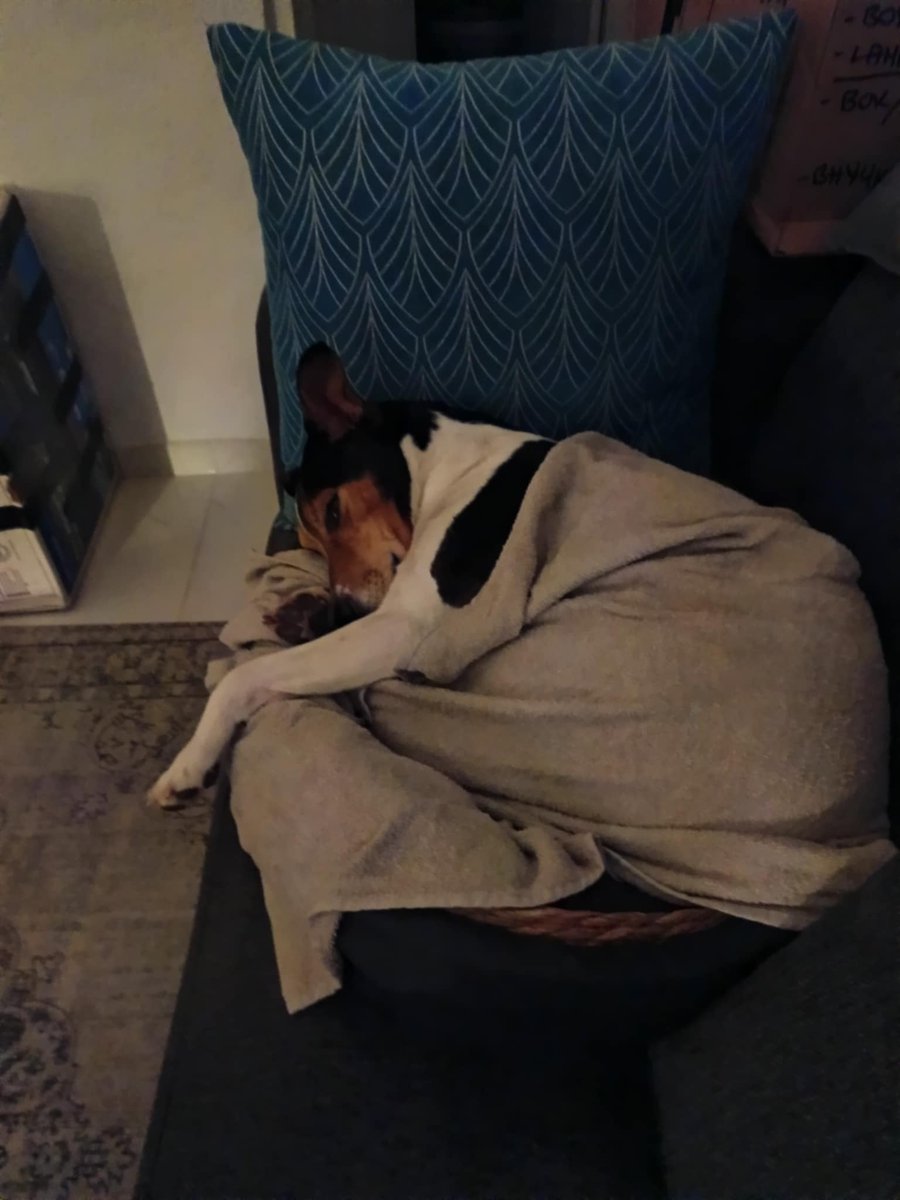 DzabKepa's tweet photo. KARRO no mājiņām sveicina ❤️
Karro joprojām ir aktīvs, dzīvespriecīgs, smaidīgs džekiņš. Piedalās jebkurā aktivitātē kopā ar saimniekiem. 😊
Un kā pagāja jūsu diena? Čakli rosoties un palīdzot cits citam? Superīgi! 😍 Tad ir laiks diendusiņai... 😴
#sveicieninomājām #karro https://t.co/cT0RUDYi1O