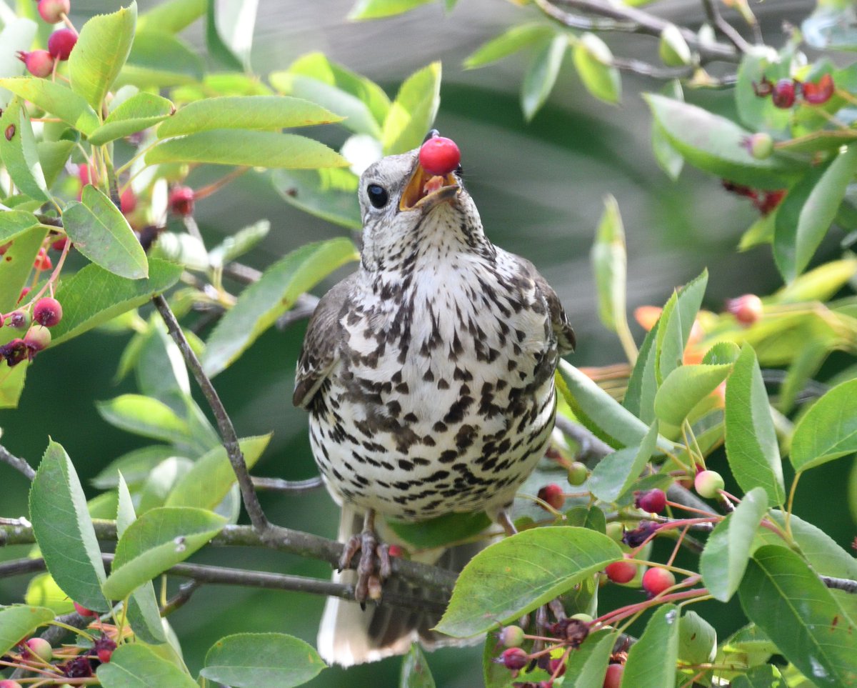 JoKingDevon's tweet photo. Always a joy to see a #MistleThrush from the bedroom window and they're quite regular visitors here but this one was so close I struggled to get it in the frame! Raiding the Amelanchier tree for ripened berries. Taken through closed window #NorthNorfolk https://t.co/5vWhTGFSR2