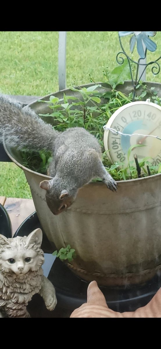 #ZSHQ <a href="/catsrule0/">Marie Choo Choo, married to Chalky</a> <a href="/dora_nlk/">Dora K</a> <a href="/parham1961/">jackie parham</a> <a href="/LBisaillon/">Chowsie</a> @bloomNight2 <a href="/marisbellamy1/">Maris Bellamy</a> <a href="/Vanessaandcats1/">Vanessa Taylor</a> <a href="/GailCarangelo/">Gail K. Carangelo</a> <a href="/MauSupercat/">House of Mau</a> <a href="/Palmolive_S_Pan/">Palmolive</a> <a href="/JennyNicholas4/">Jenny,Saffy,Tigger,Fizbo an Twerp da Canary</a> <a href="/Lindsayph6/">Lindsayph</a>
<a href="/AviwhiteGSD/">Avilovesdogsandcats❤️</a> 

Baby squirrel 🍼🐿️😻