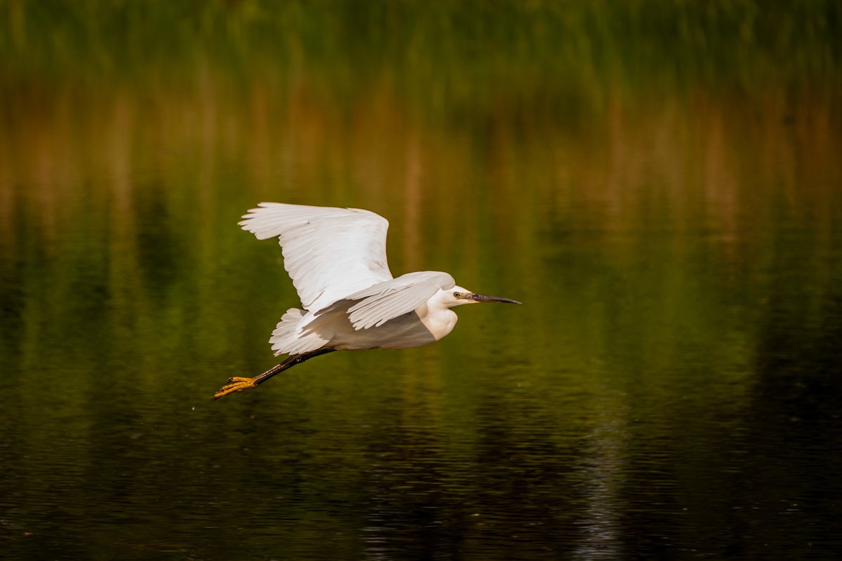 A stunning little egret giving me the side-eye! 😂