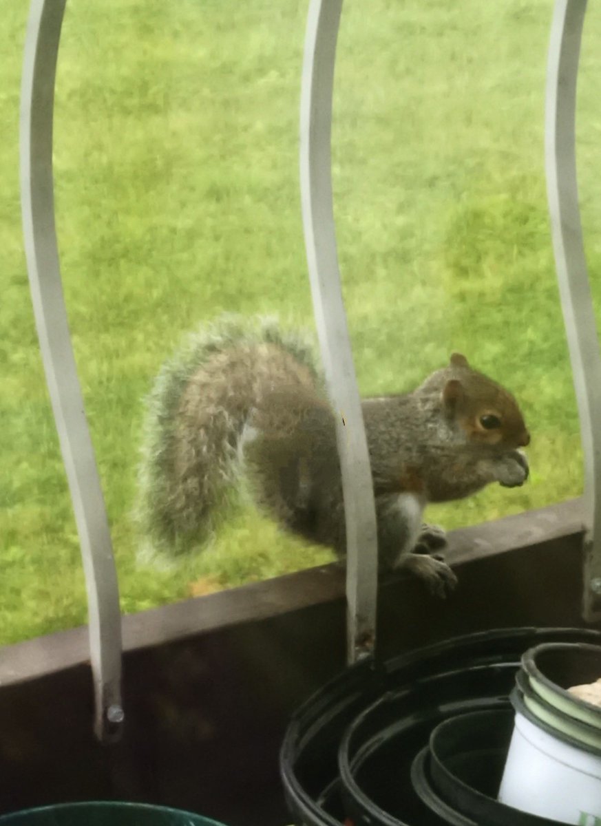 More baby squirrel photo