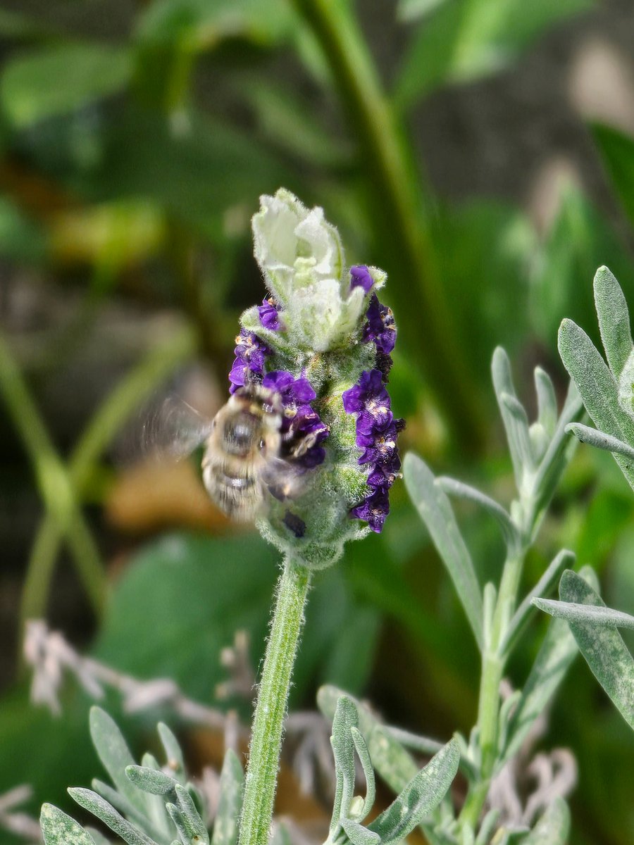 Nesquik1962's tweet photo. The #Bees are enjoying the #Borage I don't have quantity but the variation is nice. #MasonBee #HairyfootedBee #BufftailedBumblebee #Bumblebee #SolitaryBees https://t.co/2k6uOYkxy4