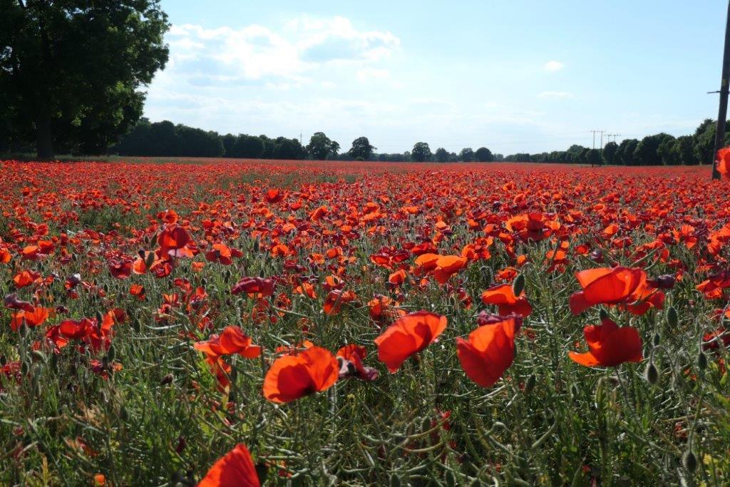 angiewalkman's tweet photo. @mycathardy A similar field in South Yorkshire. I took this in 2020 ... https://t.co/TEXcd3uyGU