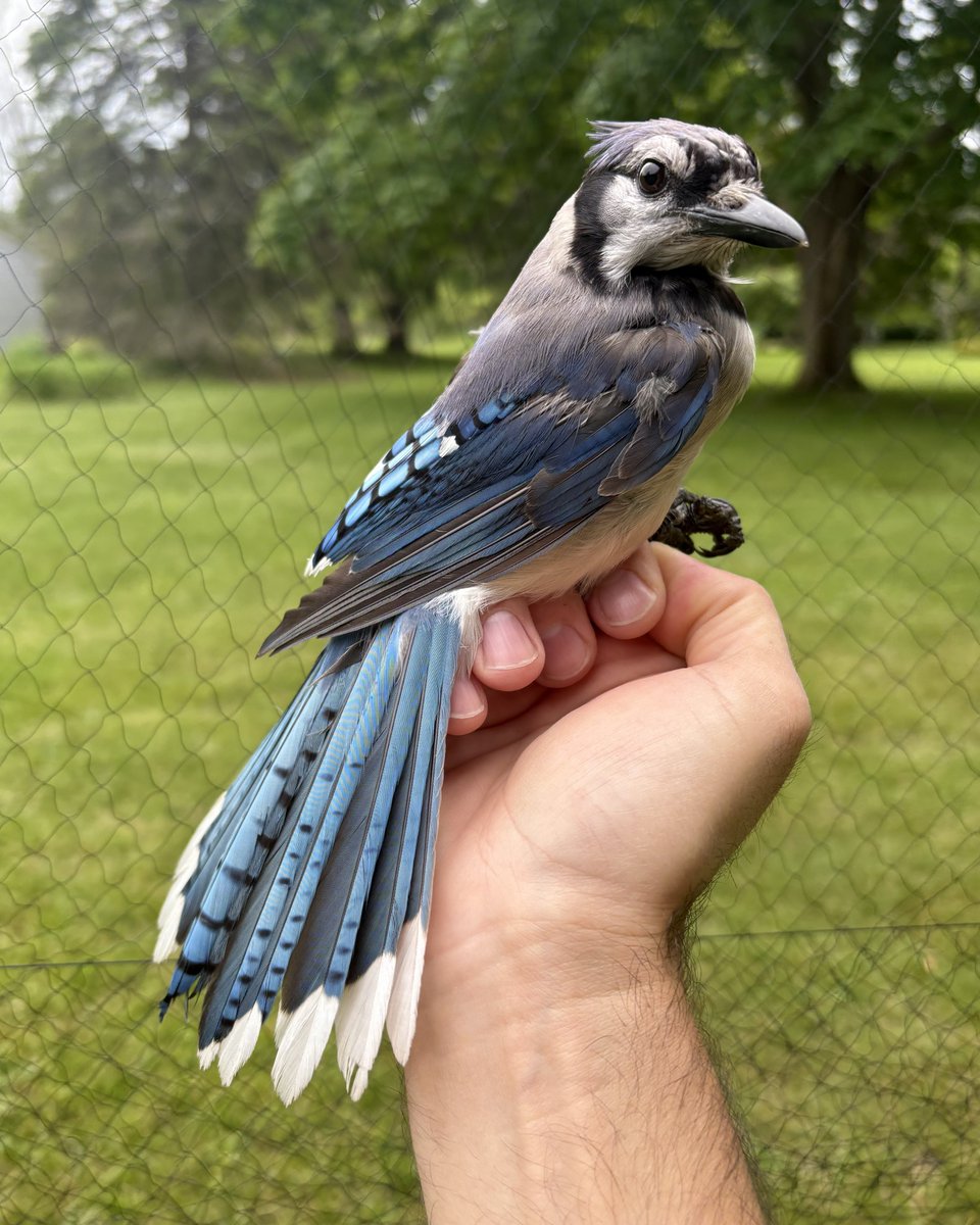 Number three in the AL East standings, number one in your hearts

(Blue Jay)