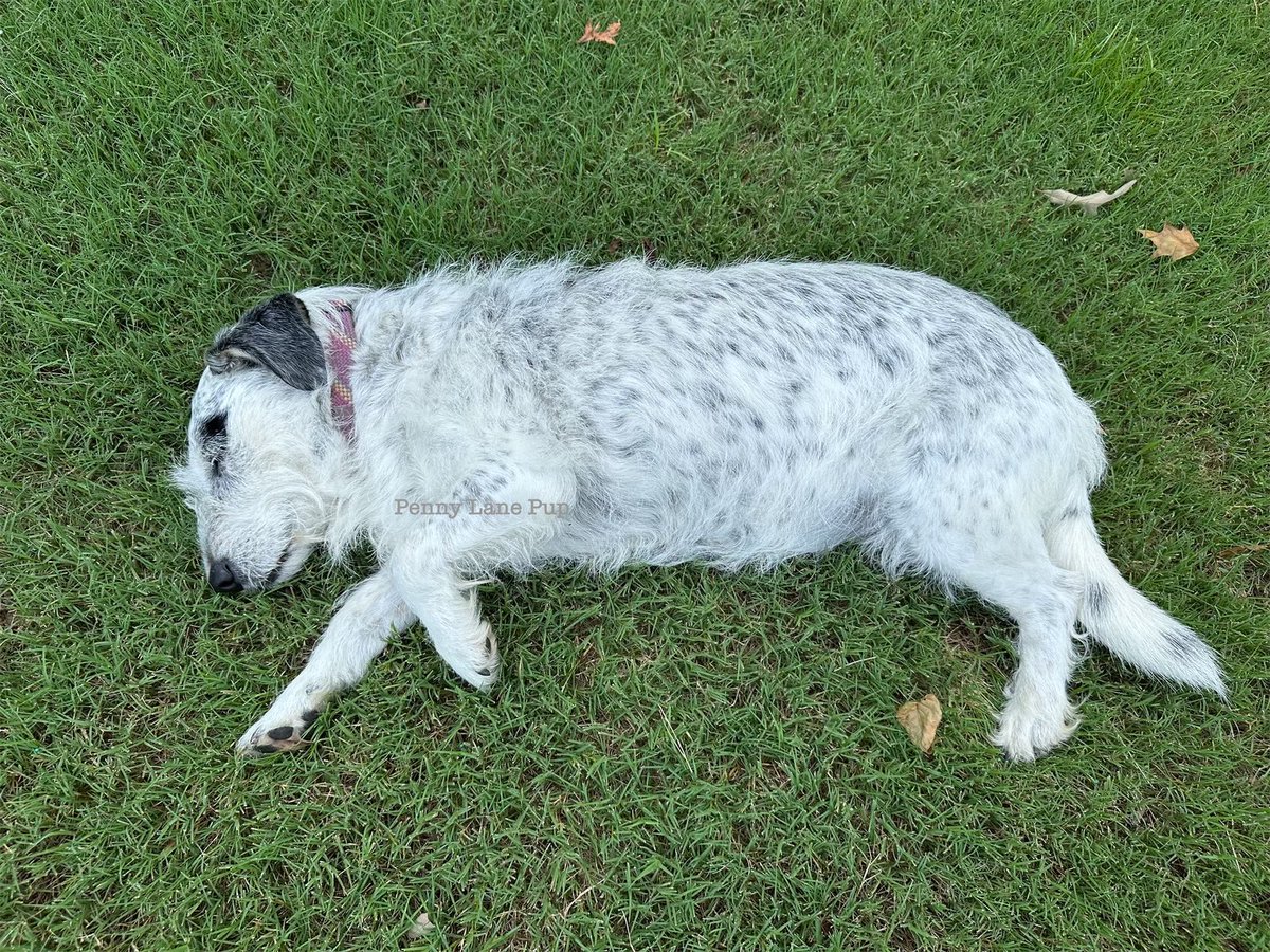 Penny_Lane_Pup's tweet image. It is time… ❤️🌱🥔

Lawn Potato season is in full swing!
#pennylane #lawnpotato #dogs
