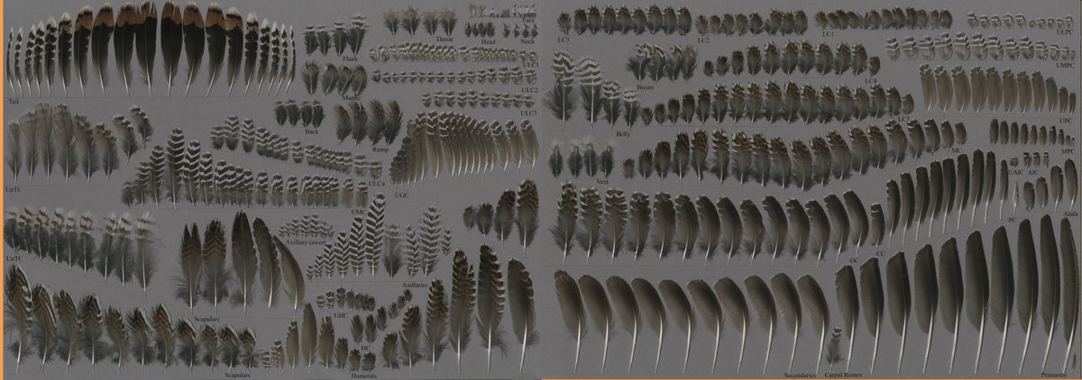 アオシギ Gallinago solitaria メス成鳥
featherbase.info/ja/specimen/11…
日本の羽図鑑にはほとんど記載されていないアオシギの羽標本を作成しました！
他のジシギ類と比較すると明らかに大きく、アオシギ特有の雨覆の白斑が目立ちます。