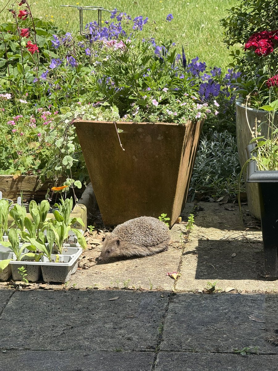 blackdownbirder's tweet image. Hedgehog feeding at lunchtime today in our Taunton garden