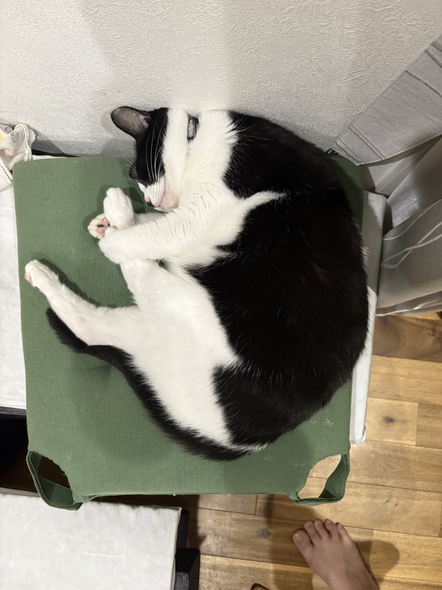 pounyan19's tweet photo. うちの子 最＆高
#にゃんプロ https://t.co/afdL2UC9rF