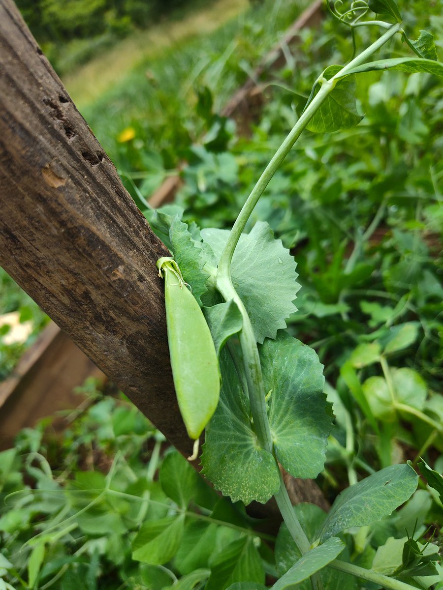 CJs_Chicks tweet media