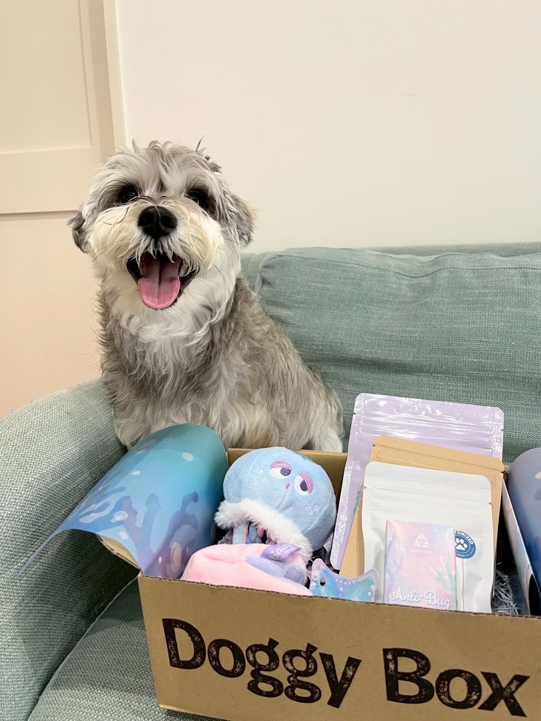 Doggy Box (@doggybox_jp) • Instagram photos and videos