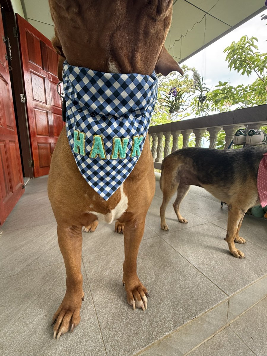 Chance has been helped so much by her big protector Hank.

Walking and home living have been completed so today it was off to the beach to celebrate her recovery (3/6)