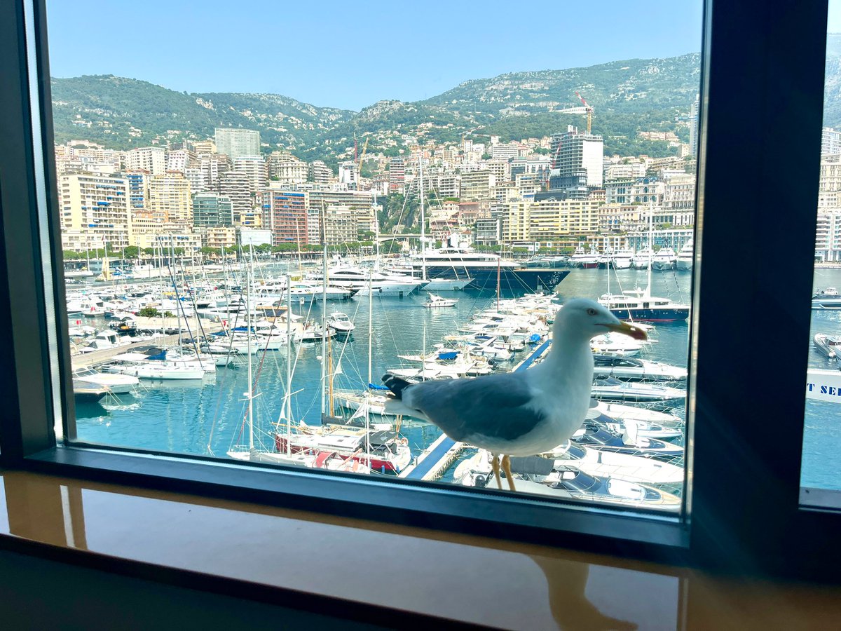 jercrunchant's tweet photo. #PointMétéo « petit pays, grand visiteur » #MonacoInfo https://t.co/0gInvc7EF9