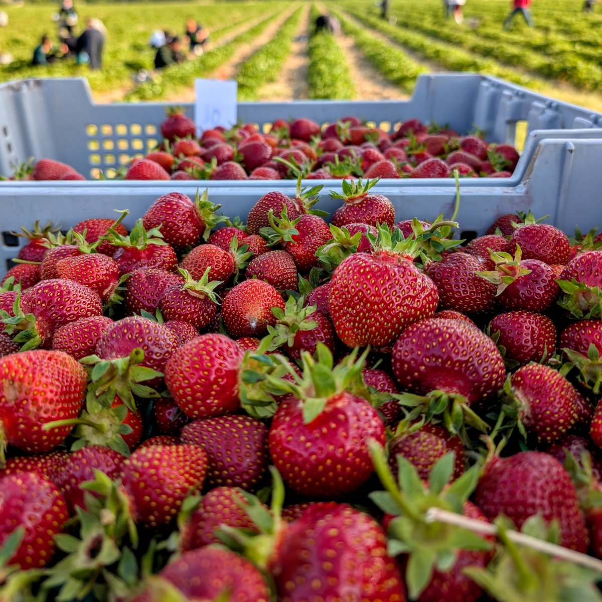 Happy Father's Day!

We are open 9am-2pm today and every Sunday.

Spoil Dad today with some beautiful strawberries and other fresh local goodness!